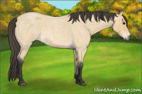 Horse Color:Buckskin Roan 