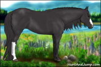 Horse Color:Smoky Black 