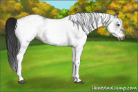 Horse Color:Gray White Spotted Black 