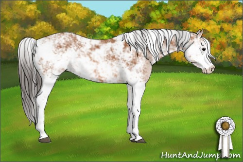 Horse Color: Bay Sabino 