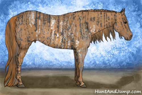 Horse Color: White Spotted Black Rabicano  Brindle