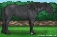 Horse Color:Blue Roan 