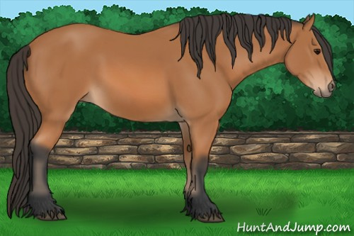 Horse Color: Bay 