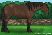 Horse Color:Gray Bay 
