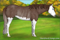 Horse Color:Gray Liver Red Roan Splash Rabicano 