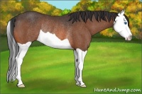 Horse Color:Bay Splash Rabicano 