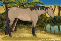 Horse Color:Buckskin Roan Dun 
