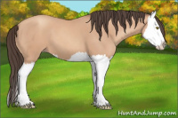 Horse Color:Amber Champagne Splash 