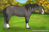 Horse Color:Grullo Splash 