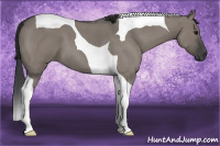Horse Color:Grullo Roan Tobiano 