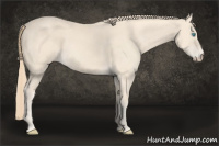 Horse Color:Perlino 
