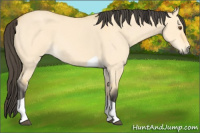 Horse Color:Buckskin Roan Dun Tobiano 