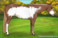 Horse Color:Chestnut Frame 