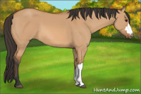 Horse Color:Unknown 