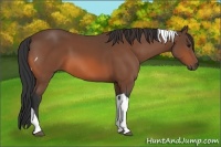 Horse Color:Bay Tobiano 