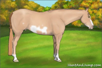 Horse Color:Gold Champagne Frame 