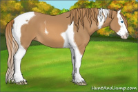 Horse Color:Chestnut Splash Tobiano