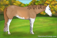 Horse Color:Chestnut Splash 