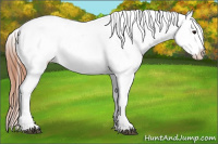 Horse Color:Bay Splash Appaloosa