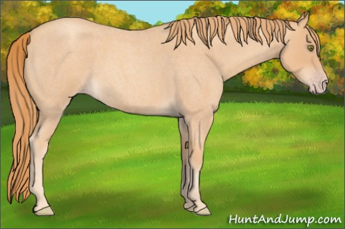 Horse Color: Gold Champagne Roan 