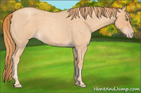 Horse Color:Gold Champagne Roan 