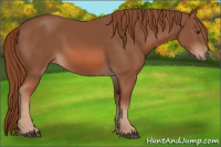 Horse Color:Liver Chestnut 