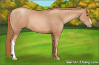 Horse Color:Liver Chestnut Pearl