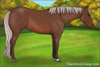 Horse Color:Silver Bay Roan