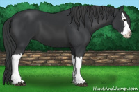 Horse Color:Black Splash