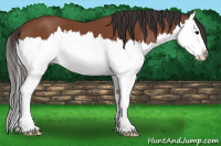 Horse Color:Bay Splash 