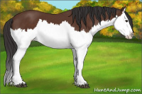 Horse Color:Bay Splash 