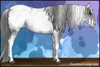 Horse Color:White Spotted Black Appaloosa Rabicano 