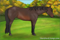 Horse Color:Brown 