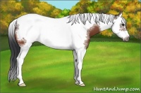 Horse Color:Bay Splash Tobiano Frame 