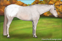 Horse Color:Chestnut Snowcap 