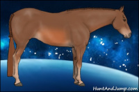 Horse Color:Chestnut Rabicano 