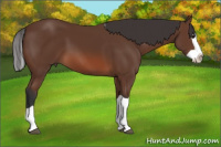 Horse Color:Bay Splash 