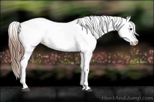 Horse Color: Bay Snowcap 