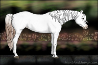 Horse Color:Bay Snowcap 