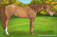 Horse Color:Gray Gold Champagne