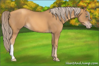 Horse Color:Gray Gold Cream Champagne 