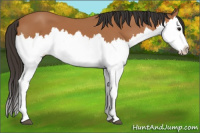 Horse Color:Bay Splash 