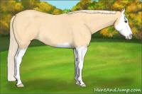 Horse Color:Palomino Roan Dun Splash 