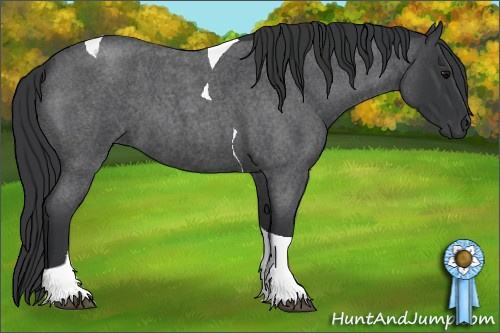 Horse Color: Blue Roan Tobiano 