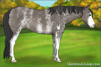 Horse Color:White Spotted Grullo Sabino 