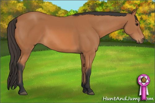 Horse Color: Bay 