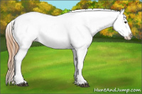 Horse Color:Chestnut Appaloosa 