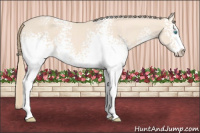 Horse Color:White Spotted Perlino Sabino
