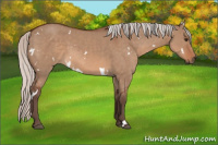Horse Color:White Spotted Silver Brown Dun