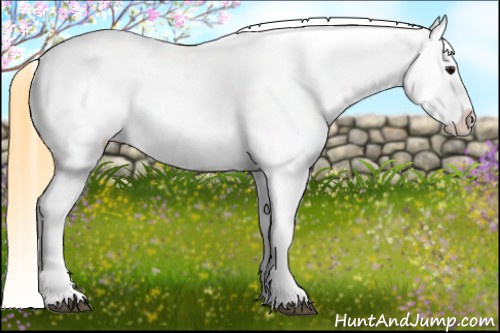 Horse Color: Buckskin Near Leopard 